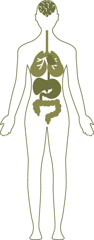 cuerpo_humano_plaris